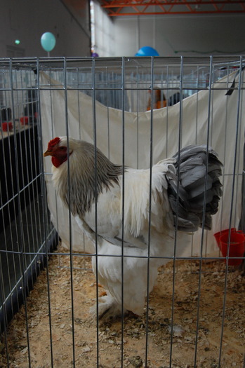  - 94 expo breaza 2010