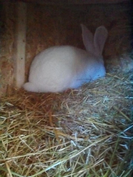 Femela RO 1 - Cuib 21-01-2017