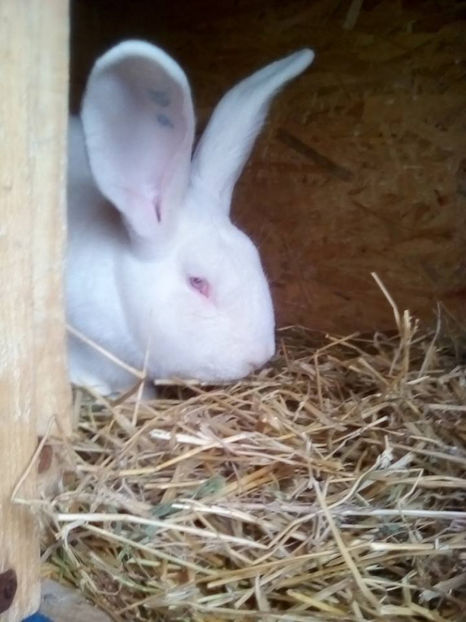 Tatal cuibului mascul RO 6 - Cuib 21-01-2017