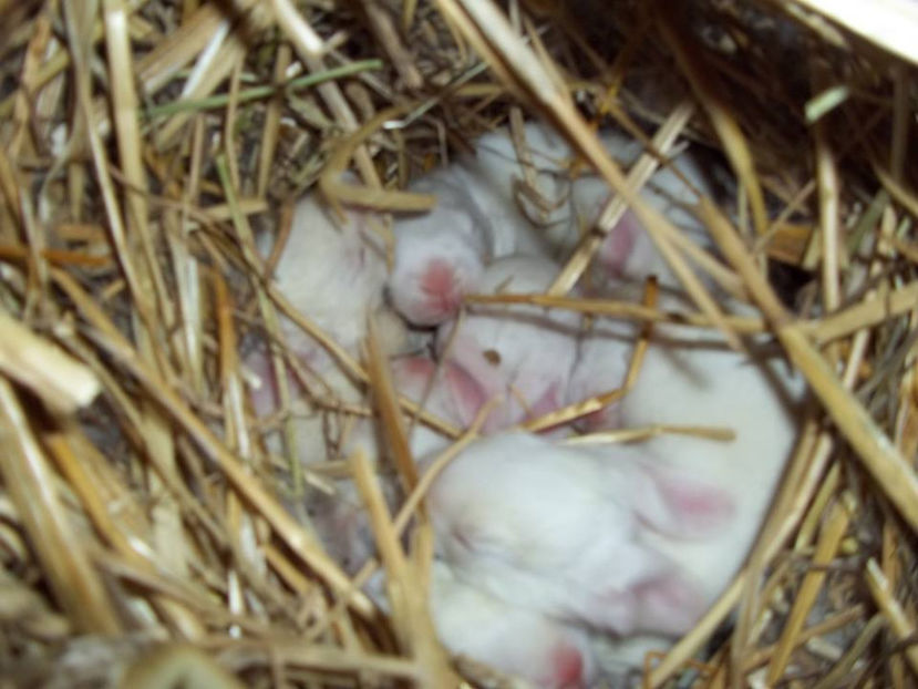 9 pui - 7 zile - Cuib 21-01-2017