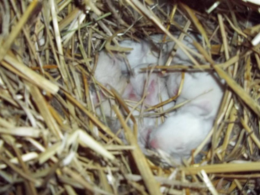 9 pui - 7 zile - Cuib 21-01-2017