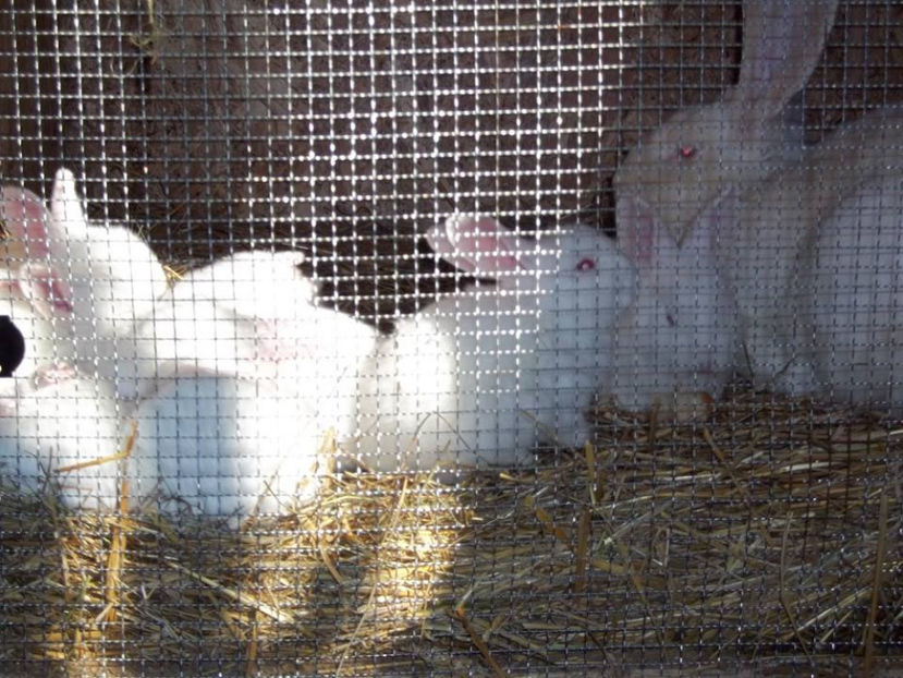 9 pui - 3 saptamani - Cuib 21-01-2017