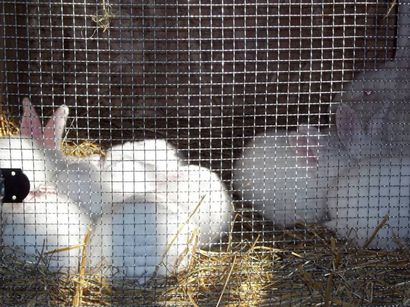 9 pui - 3 saptamani - Cuib 21-01-2017