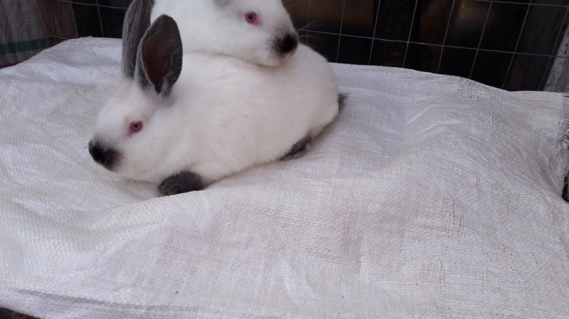 2 luni - 2-2,1 kg - c pui californieni