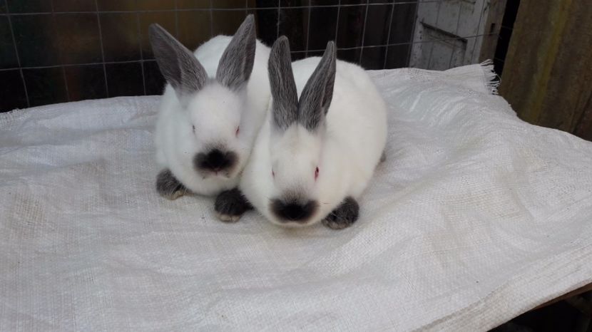  - c pui californieni