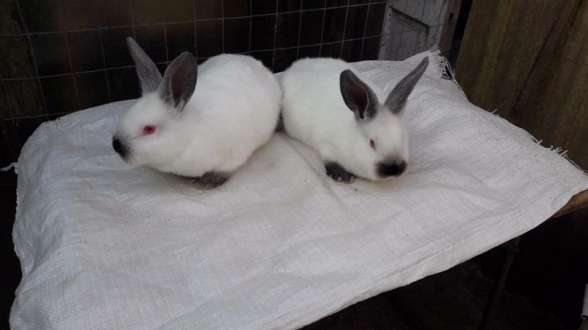  - c pui californieni