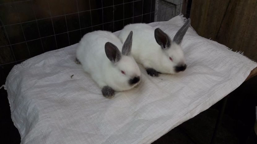  - c pui californieni