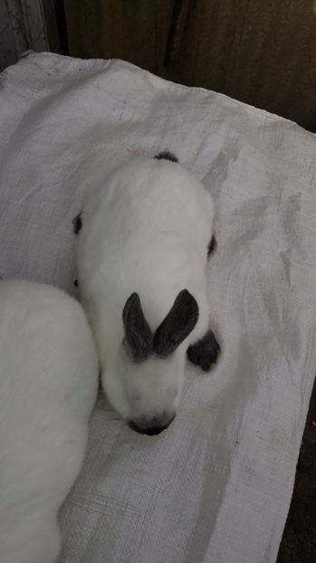  - c pui californieni