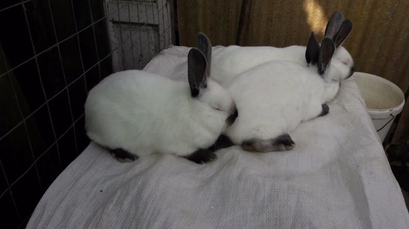  - c pui californieni