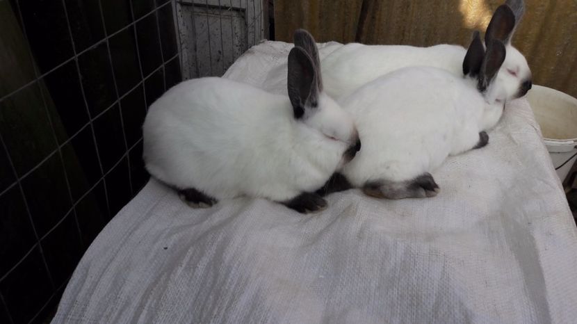  - c pui californieni