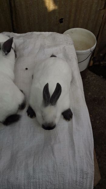  - c pui californieni