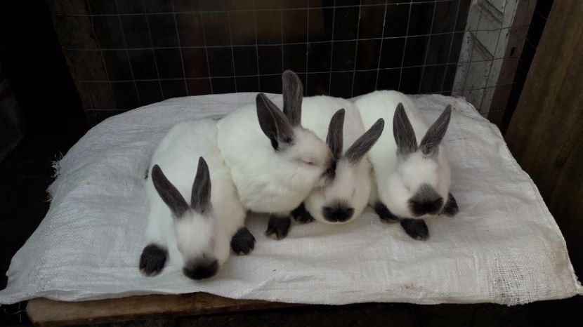 2 luni 1,9-2,1 kg - c pui californieni