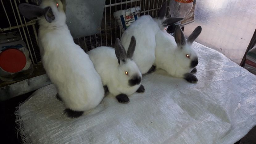  - c pui californieni