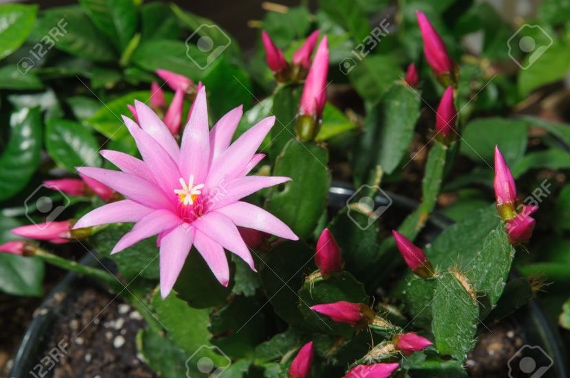 schlumbergera-flower-Stock-Photo - Cactusii mei