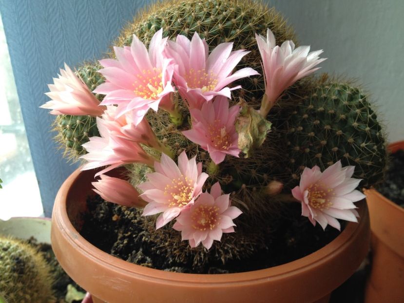 matca - Cactusii mei