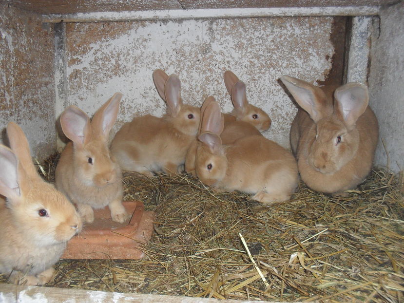  - Ugalben cuib nr1  3 ianuarie 2017