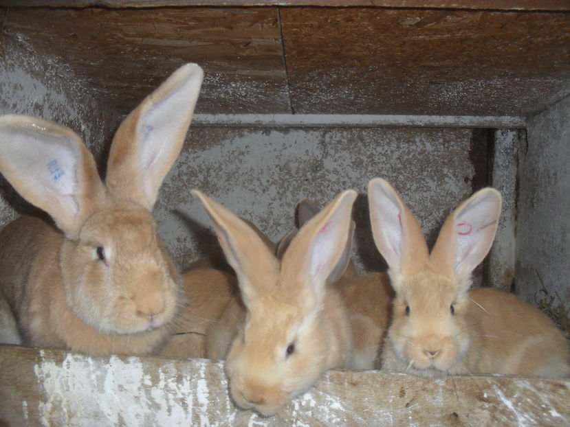 Femela de la Reti Andrei - Ugalben cuib nr1  3 ianuarie 2017