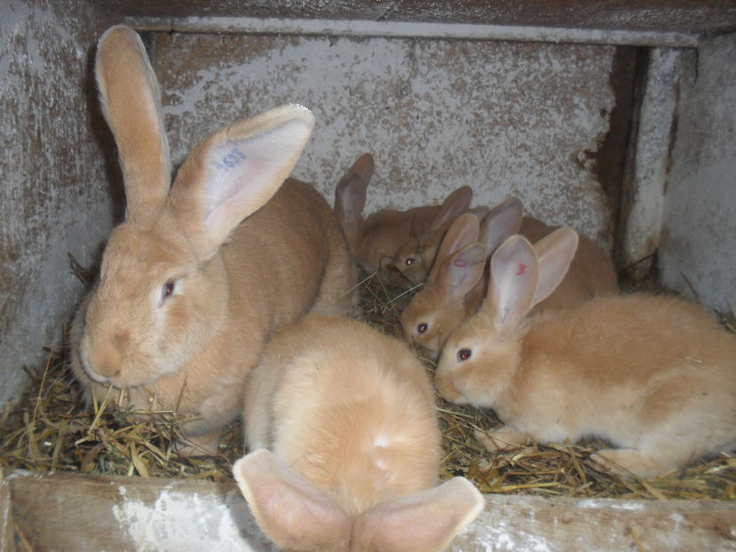  - Ugalben cuib nr1  3 ianuarie 2017