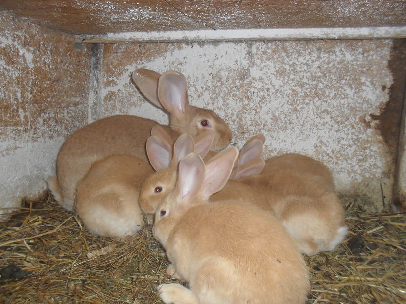  - Ugalben cuib nr1  3 ianuarie 2017