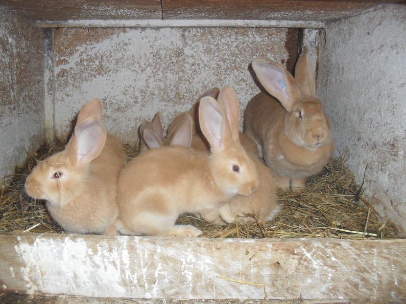  - Ugalben cuib nr1  3 ianuarie 2017