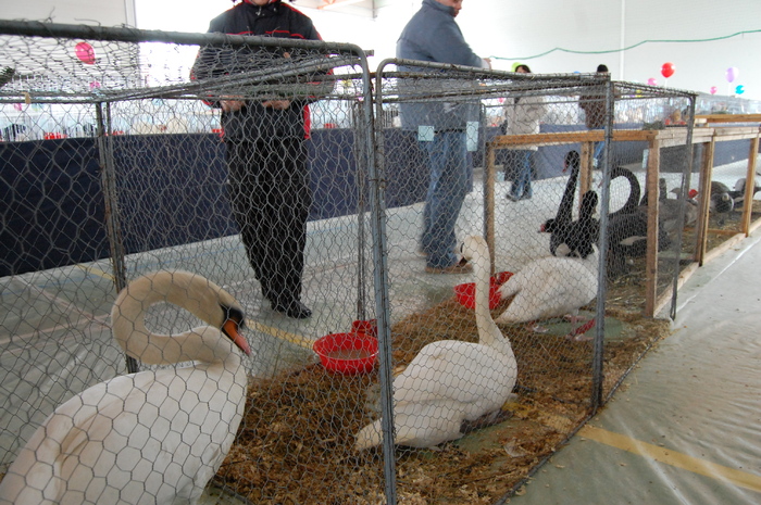  - 94 expo breaza 2010