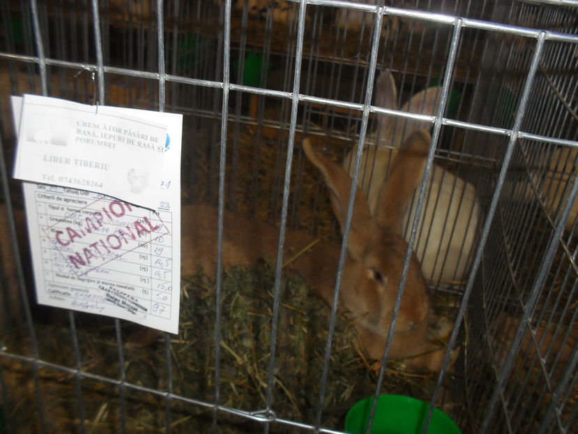 108271660_VWVJZFG - U galben cuib nr2 17 ianurie 2017