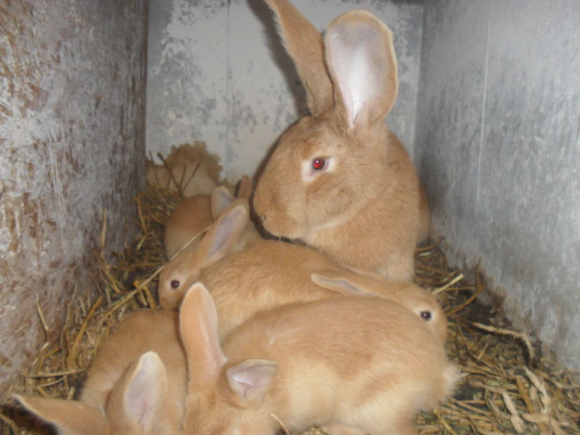 6 pui - U galben cuib nr2 17 ianurie 2017