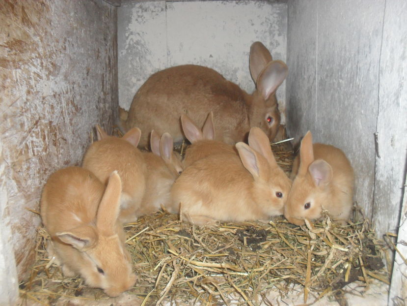  - U galben cuib nr2 17 ianurie 2017