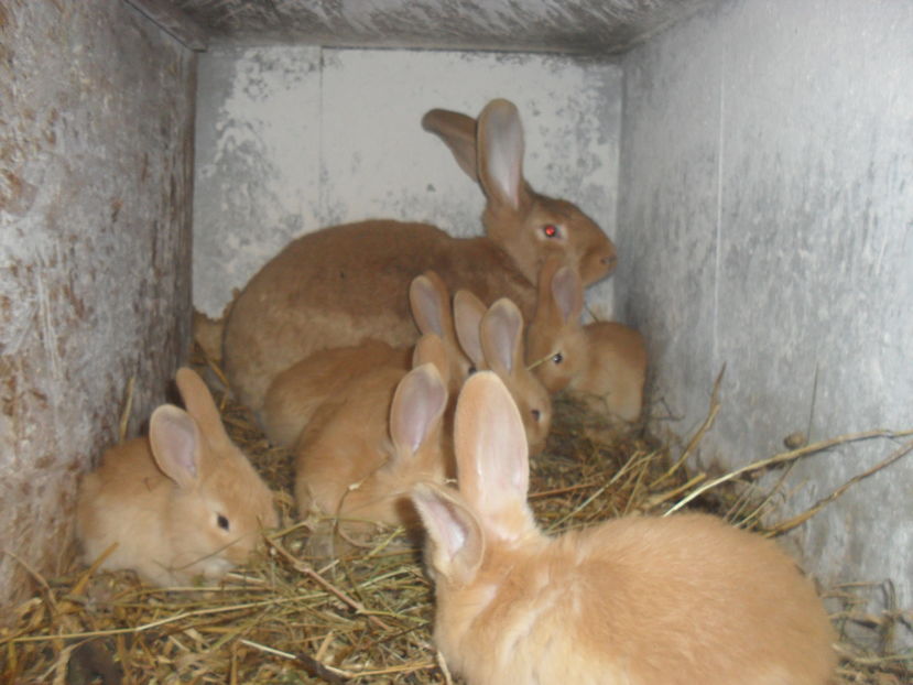  - U galben cuib nr2 17 ianurie 2017