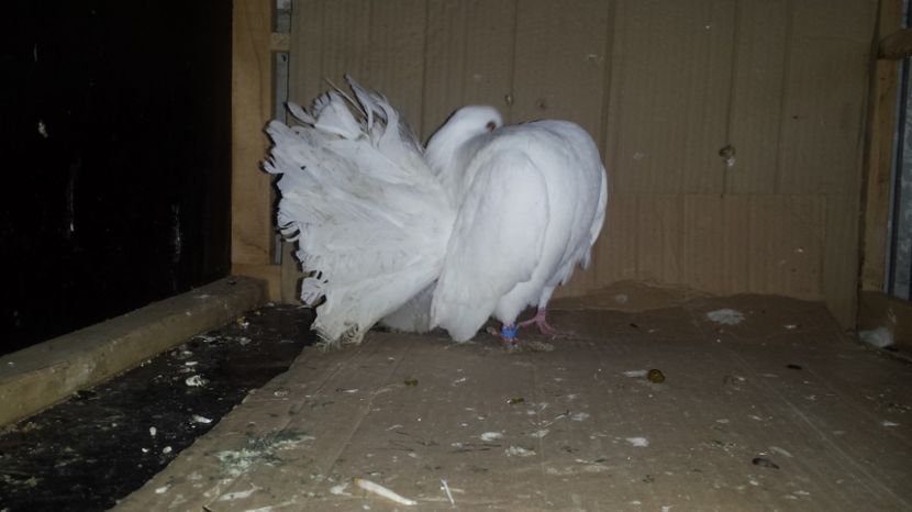 Mascul 2016 nr14 - De vanzare VOLTATI