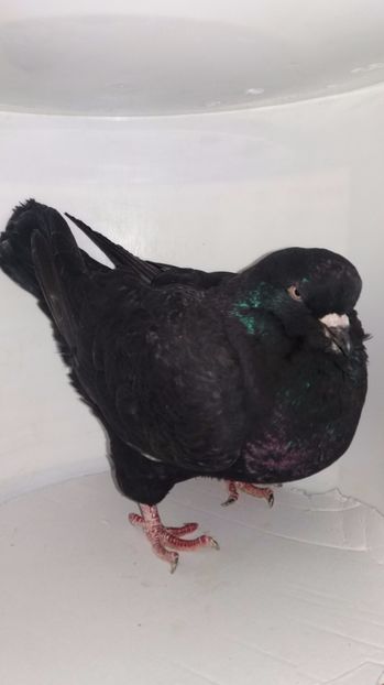 M 2012 vanduta - De vanzare kingi