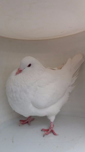 F 2016 vanduta - De vanzare kingi