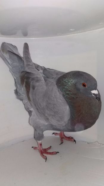 M 2016 vandut - De vanzare kingi