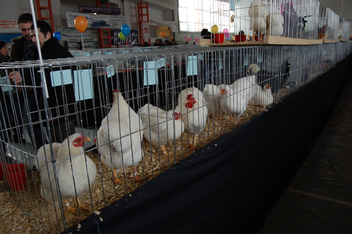  - 94 expo breaza 2010