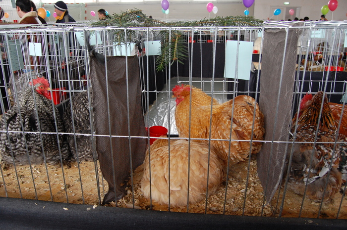  - 94 expo breaza 2010