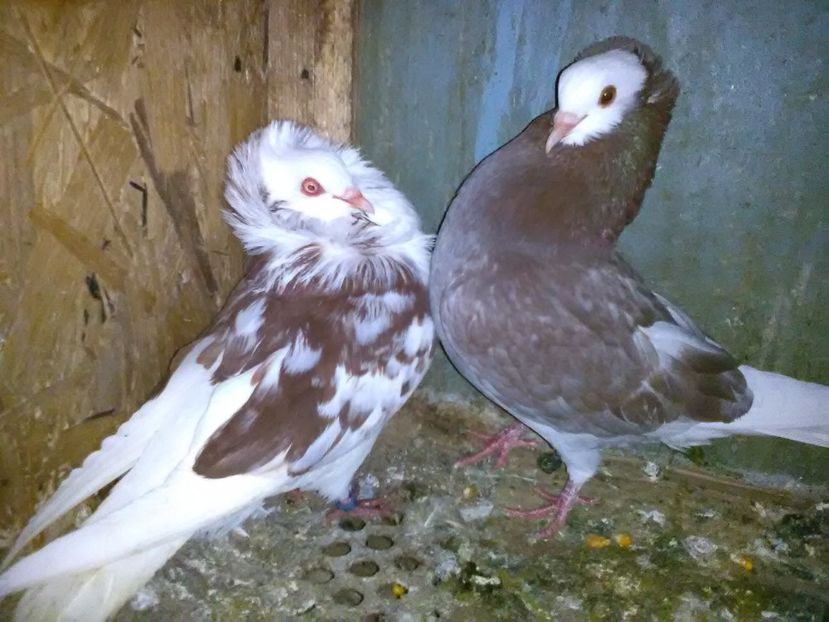 Masc.Mookee 2016 Dreapta rezervat - Porumbei vanduti