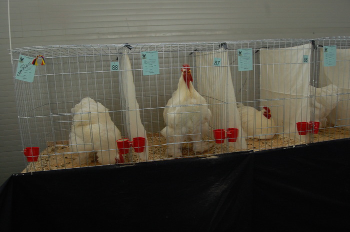  - 94 expo breaza 2010