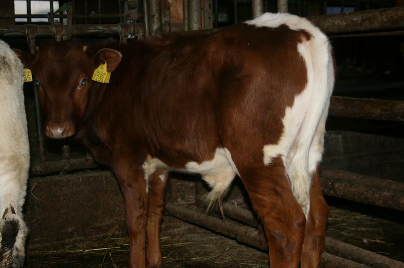 Tauras Pinzgau - Vitei de vanzare