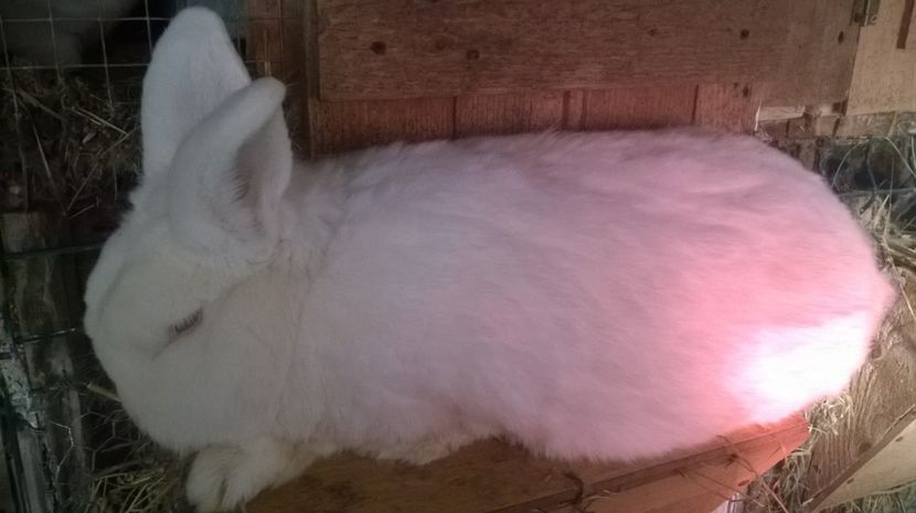 veteranul - mascul neozeelandez alb  ulm