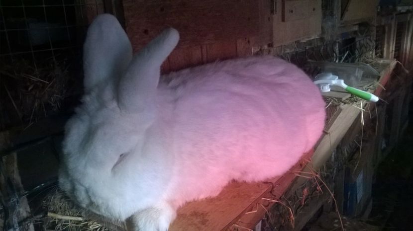  - mascul neozeelandez alb  ulm