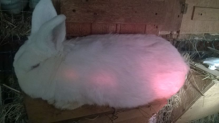  - mascul neozeelandez alb  ulm