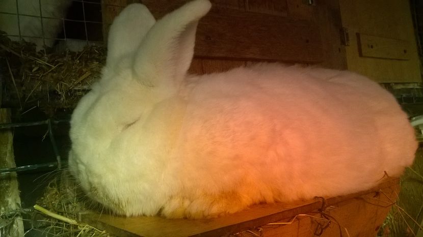  - mascul neozeelandez alb  ulm