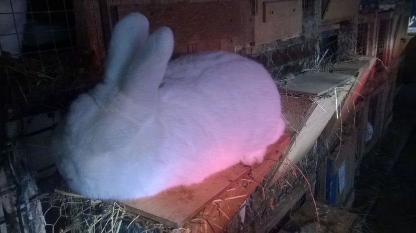  - MASCUL NEOZEELANDEZ ALB RO 50