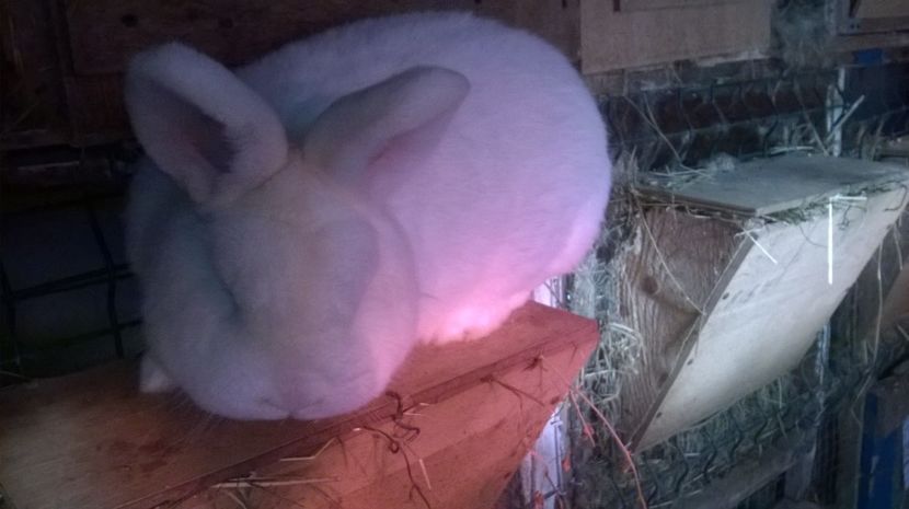  - MASCUL NEOZEELANDEZ ALB RO 50