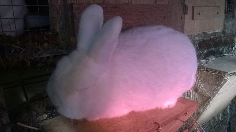  - MASCUL NEOZEELANDEZ ALB RO 50