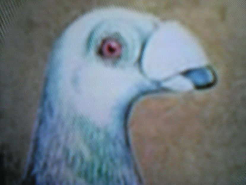 CAP DE MASCUL - D R A G O  N  I