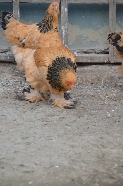  - DE VANZARE TOATE PASARILE