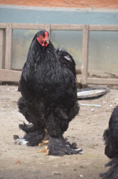  - DE VANZARE TOATE PASARILE