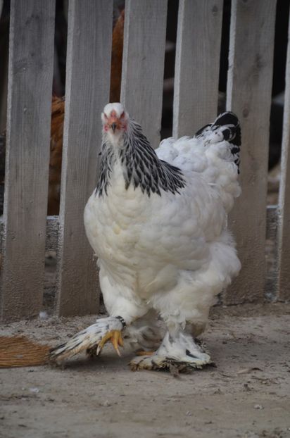  - DE VANZARE TOATE PASARILE