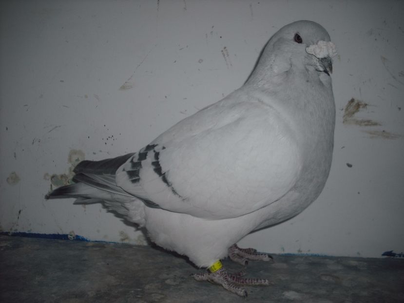 2303-11 - Masculi 2017